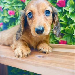 Wilder - Red male Dachshund puppy in Sylvania, Alabama from Yancey’s Doxies