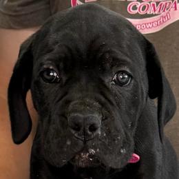 Pink Collar Girl - Vera X Lawman - AKC and ICCF - Black female Cane Corso puppy in Gorman, Texas from McOmber Country Kennels