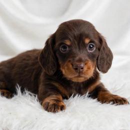 Cody mom is a European middle in group photo - Chocolate male Dachshund puppy in Richmond, Virginia from Irresistible Dachshunds & Cavaliers