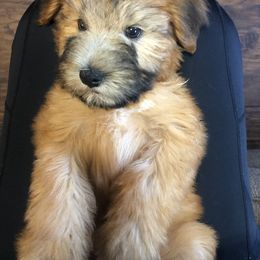 Soft Coated Wheaten Terrier Puppies from Wonderful Wheatens
