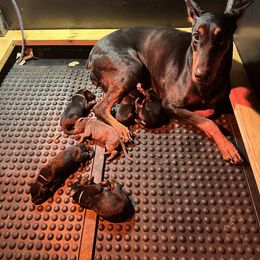 Doberman Pinscher Puppies from Kiziah Dobermans