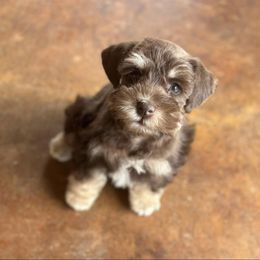 Miniature Schnauzer Puppies from Devon Dunlap