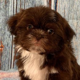 CHARLIE BROWN - Liver and white Shih Tzu puppy in Beatrice, Nebraska from I Shih Tzu Not Puppies