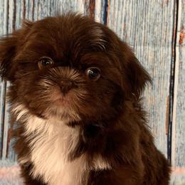 CHARLIE BROWN - Liver and white Shih Tzu puppy in Beatrice, Nebraska from I Shih Tzu Not Puppies