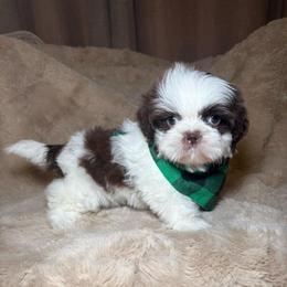 Cooper - Liver and white male Shih Tzu puppy in Phoenix, Arizona from Spoiled ShihTzu LLC