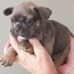 French Bulldog Puppies from Frog City Frenchies