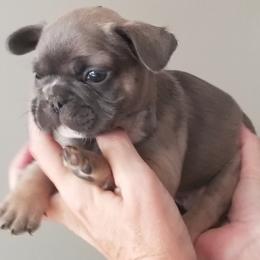 French Bulldog Puppies from Frog City Frenchies
