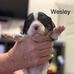 Wesley - Tri-color male Cavalier King Charles Spaniel puppy in Broken Arrow, Oklahoma from Cavalier King Charles Heartland