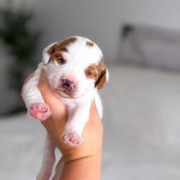 Boone - Parti male Goldendoodle puppy in Southeast Arcadia, Florida from Desoto Doodles