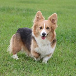 Visa - Pembroke Welsh Corgi