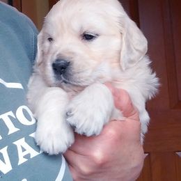 Boy2 - Light golden male Golden Retriever puppy in Chehalis, Washington from Tradition Golden Retrievers