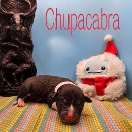 Chupacabra - Black and white female Rat Terrier puppy in Lynn, Alabama from Cryptic Rat Terriers