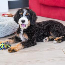 Hope (level two socialization graduate) - Tri-color female Bernedoodle puppy in Dundee, Ohio from Down Home Doodle