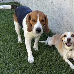 Beagles from Whitney Ranch Beagles