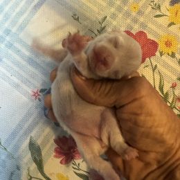 LILAC - Cream female Chihuahua puppy in Polo, Missouri from Blue Tails Farm