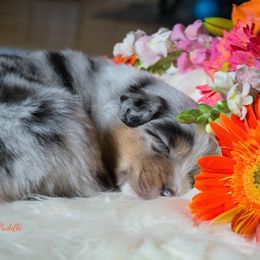Australian Shepherd Puppies from Everly Australian Shepherds