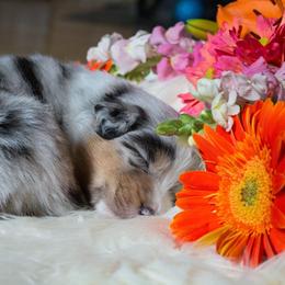 Australian Shepherd Puppies from Everly Australian Shepherds