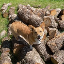 Bailey - Pembroke Welsh Corgi