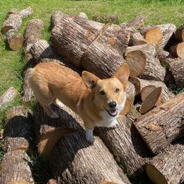 Bailey - Pembroke Welsh Corgi