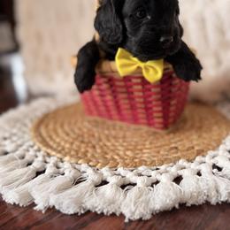 Elo - Black male Cockapoo puppy in Alexandria, Alabama from Bright and Beautiful Cockapoos and Doodles