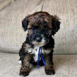 Benny - Sable male Bernedoodle puppy in Lamar, Colorado from Jozlyn’s Pups