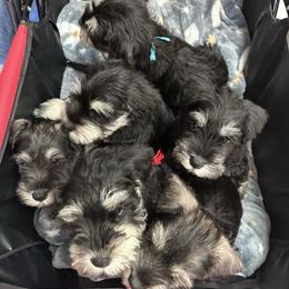Miniature Schnauzer puppies from Daniels Mini Schnauzers