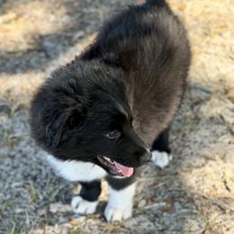 Red collar - Black & white male Miniature Australian Shepherd puppy in 32046, Florida from River Hill Ranch
