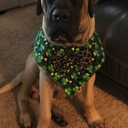 Mastiff Puppies from River Valley English Mastiffs