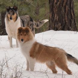 Collies from Glenelg Collies