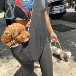 Australian Labradoodle Puppies from Pixie Doodle Paws