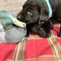 Black Lab Male Pup 4th Pick - Black male Labrador Retriever puppy in Freeport, Illinois from Rock Hollow Retrievers
