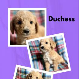Duchess - Apricot female Goldendoodle puppy in Bluefield, Virginia from Love on a Leash