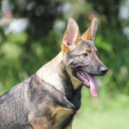 Yellow Collar - Sable German Shepherd puppy in Rockwall, Texas from Debut Shepherds