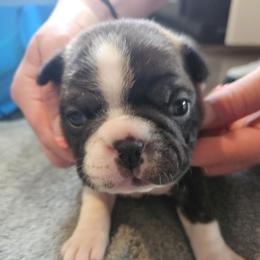 Boy 4 - Big Brindle - Brindle and white male Boston Terrier puppy in Sulphur Springs, Texas from B&B Bostons