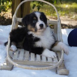 Dancer - Black tri-color female Australian Shepherd puppy in Victoria, Texas from Silvermist Australian Shepherds