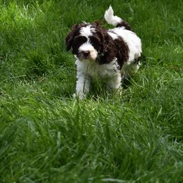 Australian Labradoodle Puppies from Frosty Hill Australian Labradoodles