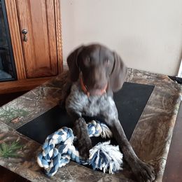 Arlo - German Shorthaired Pointer