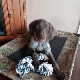 Arlo - German Shorthaired Pointer