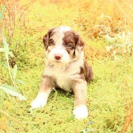 Prince - Red merle male Aussiedoodle puppy in Apache Junction, Arizona from Loving Doodle