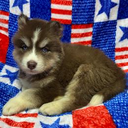 AKC Coconut - Red and white female Siberian Husky puppy in Centreville, Maryland from Huskies By the Bay