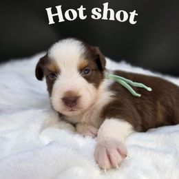 Hot Shot - Red tri-color male Australian Shepherd puppy in Annville, Pennsylvania from Creekside Aussies LLC
