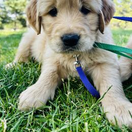 Bear - Golden male Golden Retriever puppy in Peyton, Colorado from Jana Belanger
