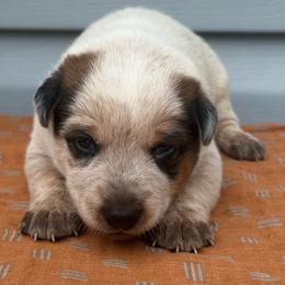 Oscar - Red mottled male Australian Cattle Dog puppy in Seneca, Missouri from MO Morningstar Heelers
