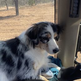 HARLEE - Australian Shepherd