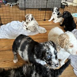 Aussiedoodle Puppies from Vali Girl Aussiedoodles