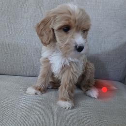 Girl 4 red collar - Apricot female Goldendoodle puppy in Schertz, Texas from Kat's Teddydoodles