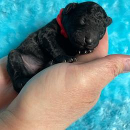 Poodle Puppies from Bea Legend Toy and Mini Poodles