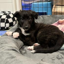 Silken Windhound Puppies from Intriga Hounds