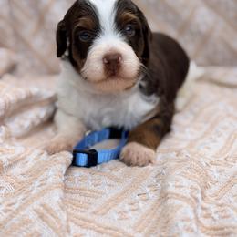 Ice Cream - Blue - Tri-color male Bernedoodle puppy in Charleston, South Carolina from Palm Belle Doodles