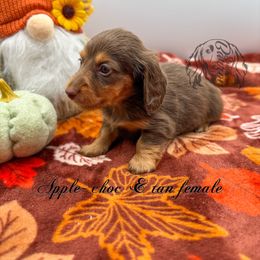 Apple - Chocolate and tan female Dachshund puppy in Prairieville, Louisiana from Southern Barron Danes & Dachshunds